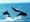 DOLPHIN 3