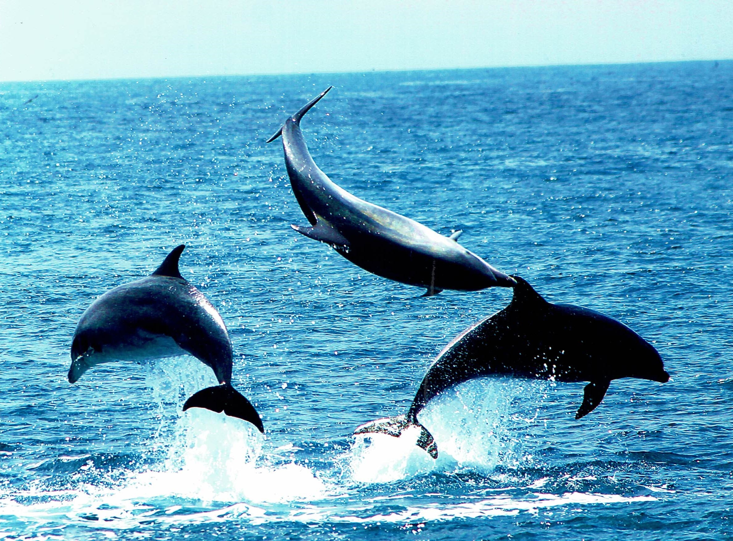 DOLPHIN 3